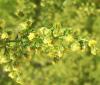 Sweet Wormwood Herb Extract, Artemisinin (sales6 at lgberry dot com dot cn)