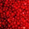 iqf wild lingonberry (sales6 at lgberry dot com dot cn)