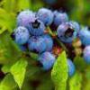 blueberry anthocyanin  (sales6@lgberry.com.cn)