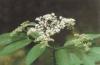 elderberry concentrate(sales9 at lgberry dot com dot cn)