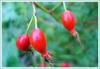 Rose hip concentrate(sales9 at lgberry dot com dot cn)