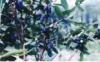 Sweetberry Anthocyanin(sales9 at lgberry dot com dot cn)
