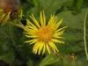 Inula helinum L. Extract