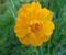 Trollius chinensis P.E.