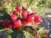 Rose Hip Extract